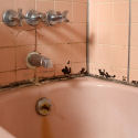 Mildew Remover