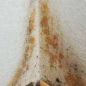 Mildew Stains